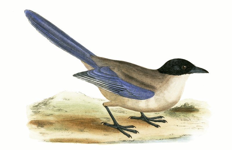 Azure Winged Magpie, ilustração de "Uma História das Aves da Europa Não Observadas nas Ilhas Britânicas", de Charles Robert Bree (1811-1886), publicada em 1867 de English School