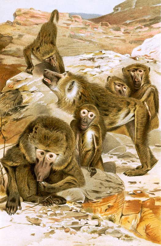 Babuínos de English School