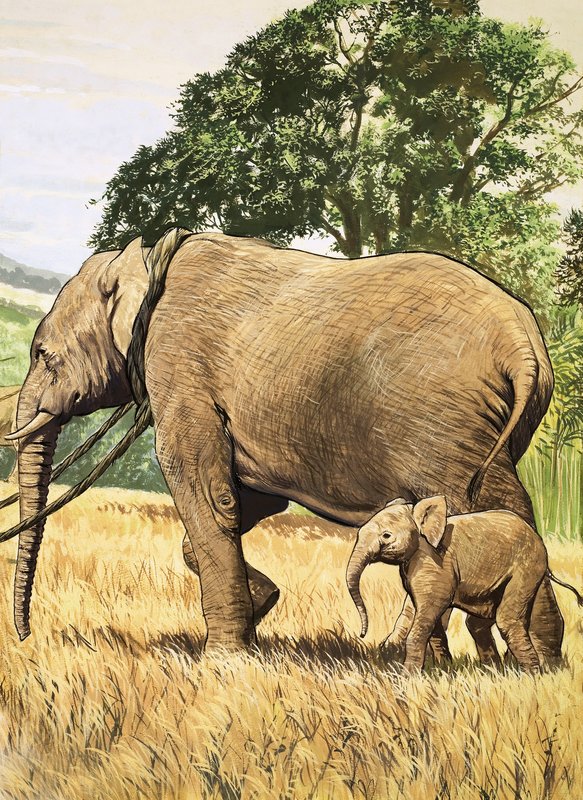 Bebê elefante e mãe de English School