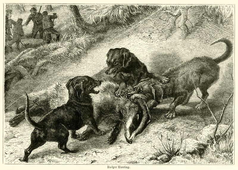 Badger Hunting (gravação) de English School