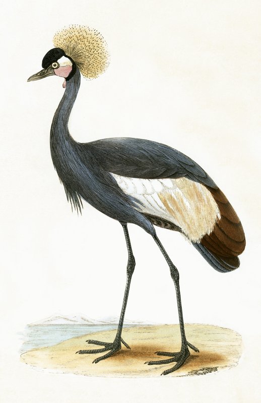 Balearic Crane, ilustração de "Uma História das Aves da Europa Não Observadas nas Ilhas Britânicas", de Charles Robert Bree (1811-1886), publicada em 1867 de English School