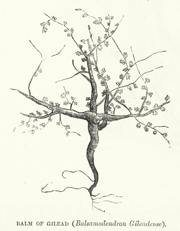 Bálsamo de Gilead, Balsamodendron Gileadense (gravura) de English School