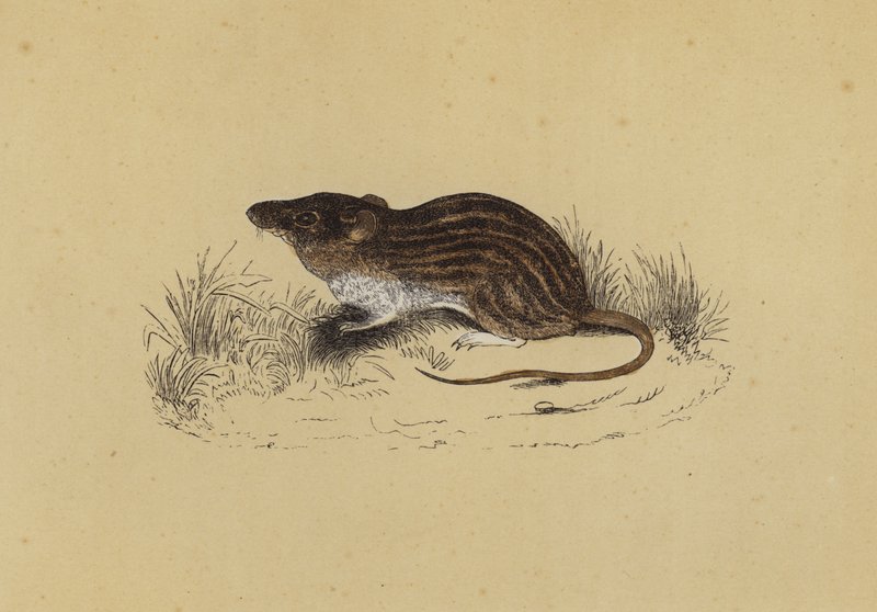 Rato Barbary Mouse (cor litho) de English School
