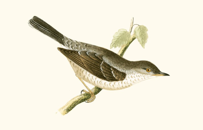 Barred Warbler, ilustração de "Uma História dos Pássaros da Europa Não Observados nas Ilhas Britânicas", de Charles Robert Bree (1811-1886), publicado em 1867 de English School