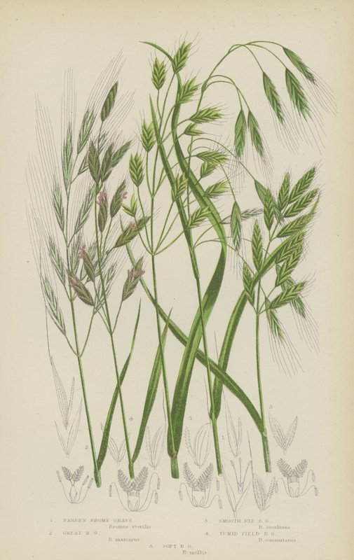 Erva de Brome estéril, erva de Brome grande, erva de Brome de centeio liso, erva de Brome de Tumid Field, erva de Brome macio (litografia a cores) de English School