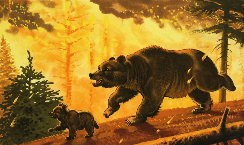 Urso e seu filhote correndo do incêndio florestal de English School
