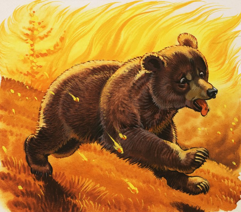 Filhote de urso escapar do incêndio florestal de English School