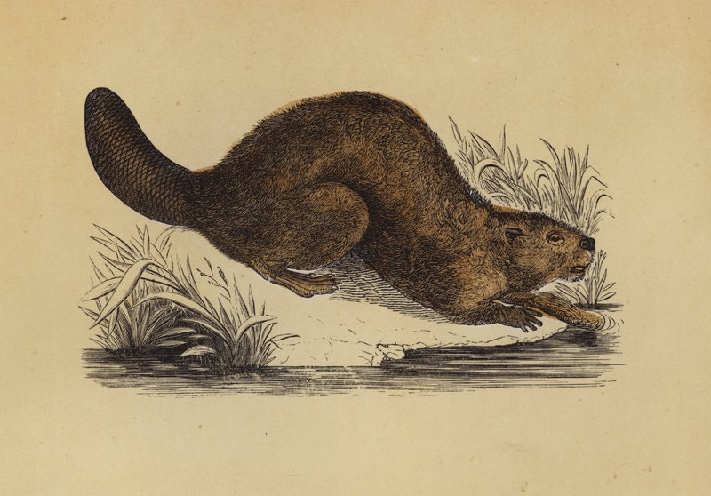 Castor (cor litho) de English School