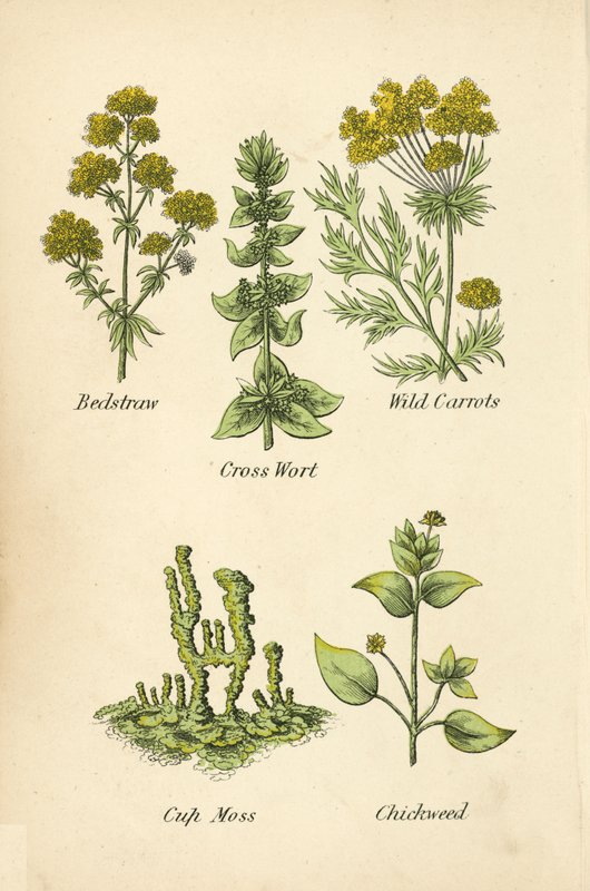 Palha de cama, Mosto Cross Wort, Cenoura brava, Musgo da copa, Chickweed (cor litho) de English School