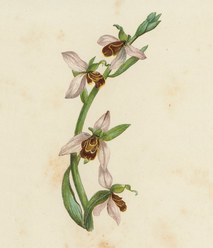 Orquídea das abelhas, Ophrys Apifera (litografia a cores) de English School
