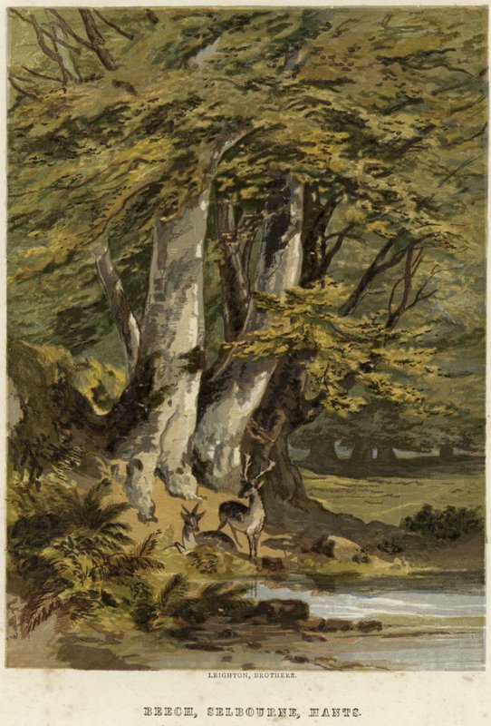Faia, perto de Selborne, Hamsphire de English School