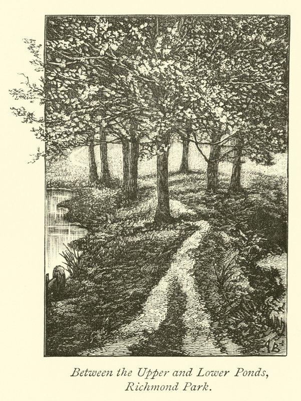 Entre as lagoas superior e inferior, Richmond Park de English School