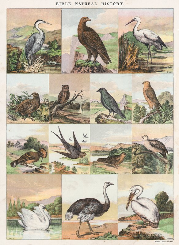 História Natural da Bíblia de English School