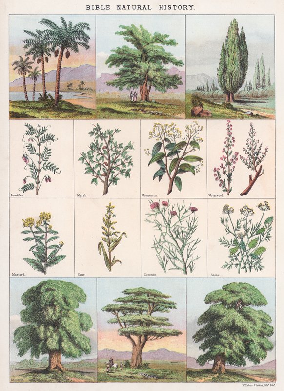 História Natural da Bíblia de English School