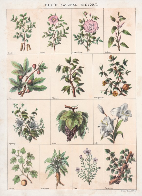 História Natural da Bíblia de English School
