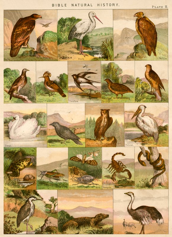 História natural da Bíblia de English School