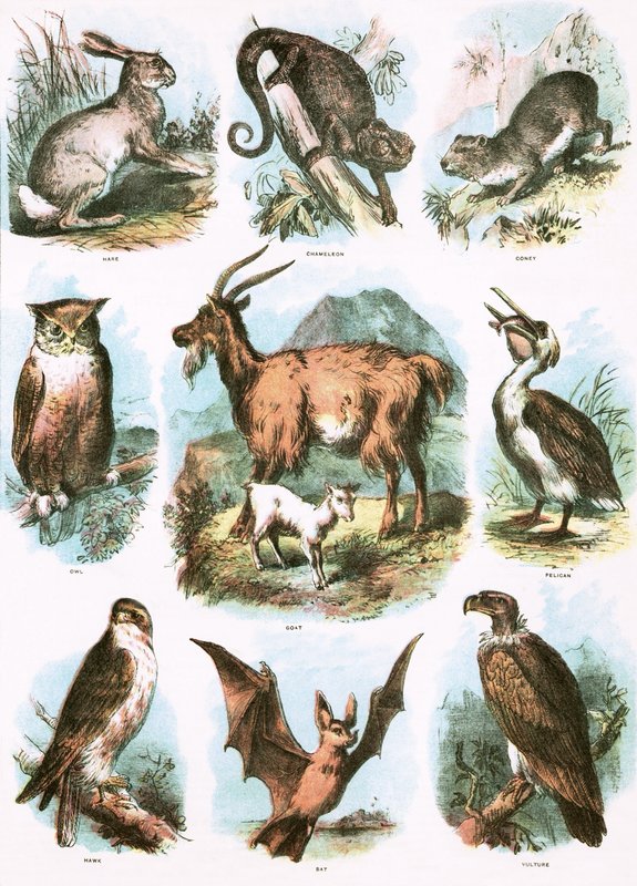 Ilustrações bíblicas de English School