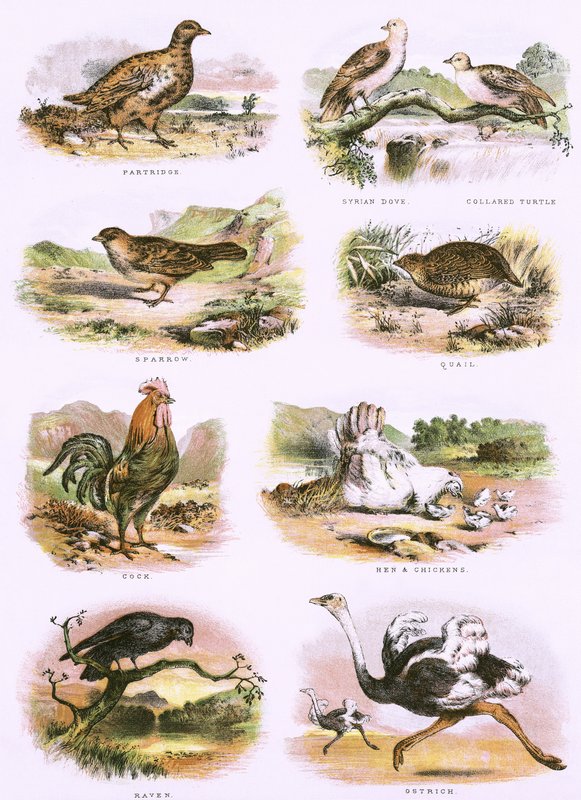 História natural bíblica de English School