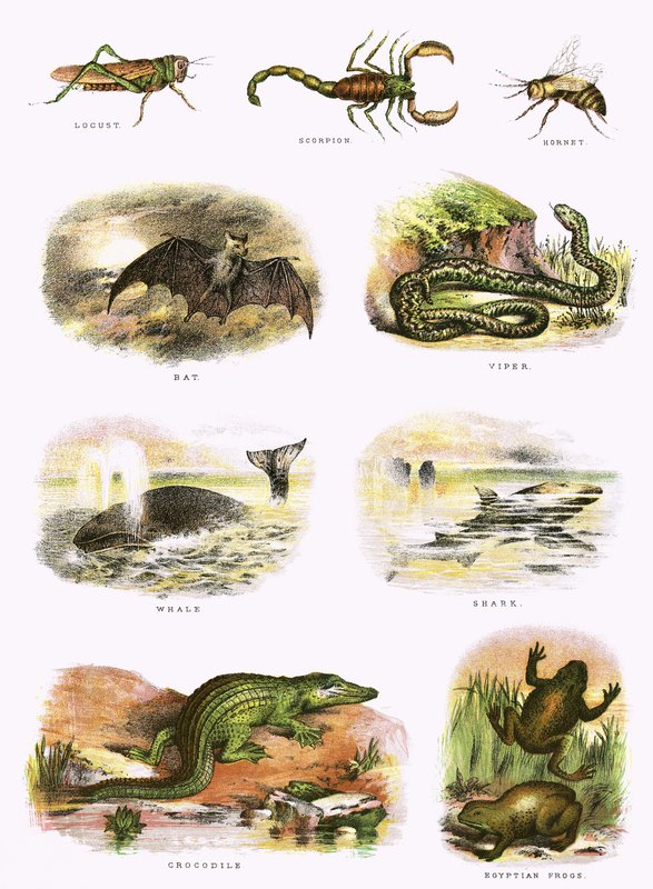 História natural bíblica de English School