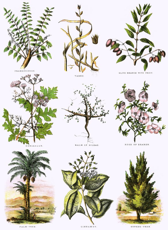História natural bíblica de English School