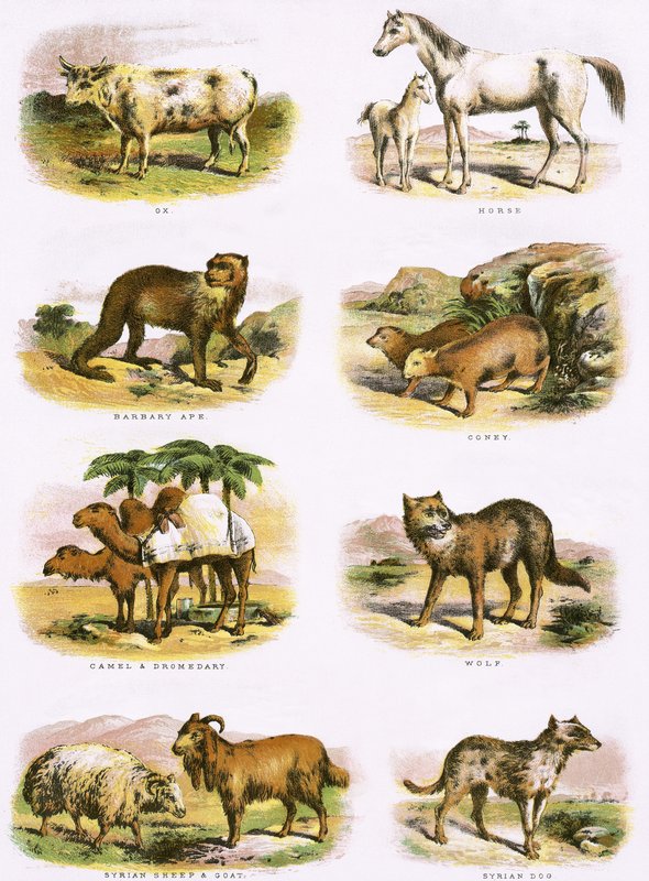 História natural bíblica de English School