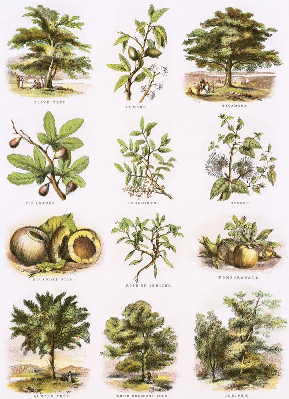 História natural bíblica de English School