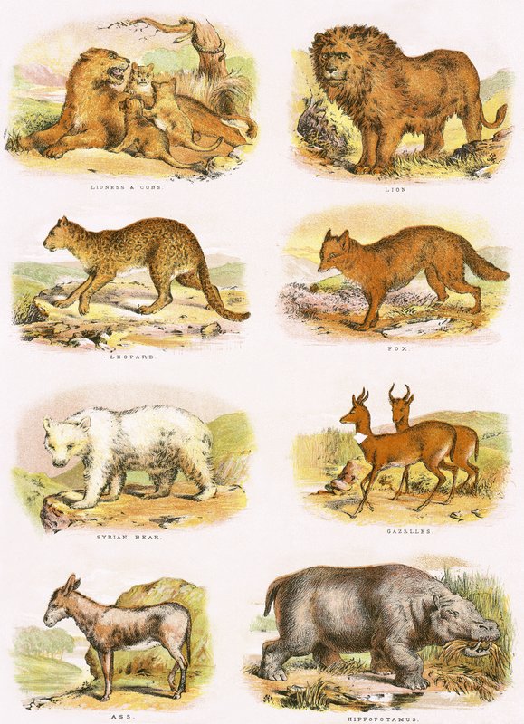 História natural bíblica de English School