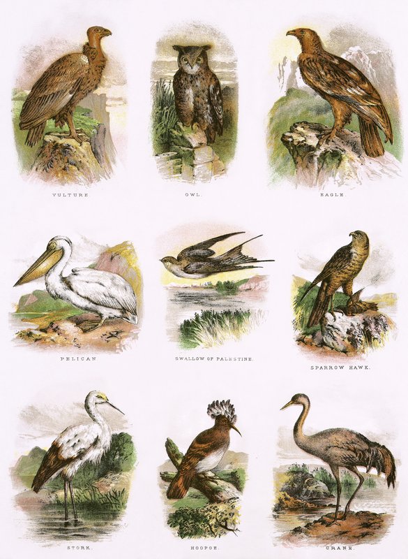 História natural bíblica de English School