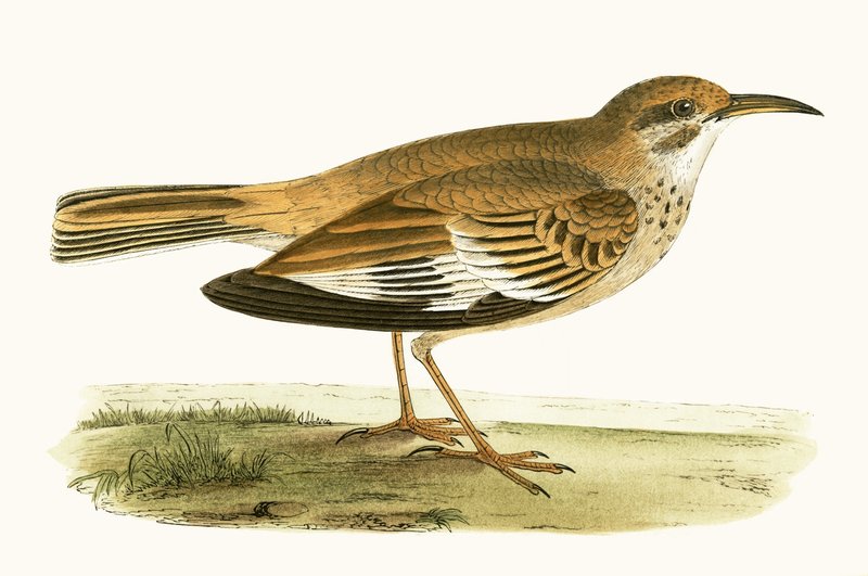 Lark Bifassiada, ilustração de "Uma História das Aves da Europa Não Observadas nas Ilhas Britânicas", de Charles Robert Bree (1811-1886), publicada em 1867 de English School