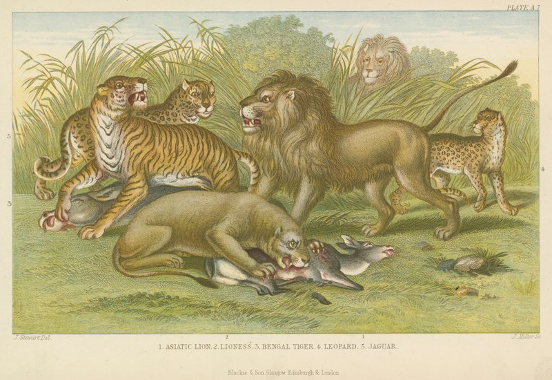 Gatos grandes (gravura colorida) de English School