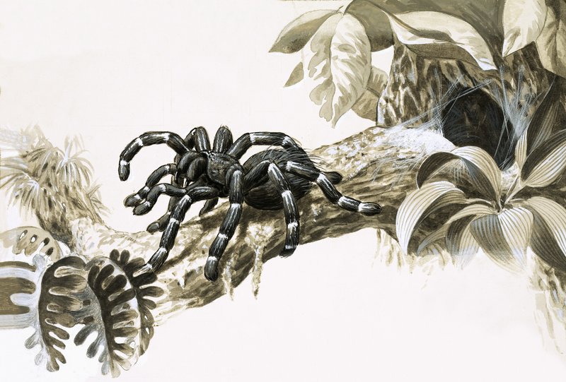 Aranha comedora de pássaros da Amazónia de English School