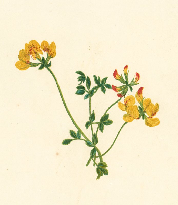 Pés-de-pássaro, Lotus Corniculatus (litografia a cores) de English School