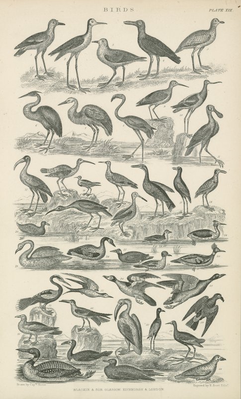 Aves (gravura) de English School