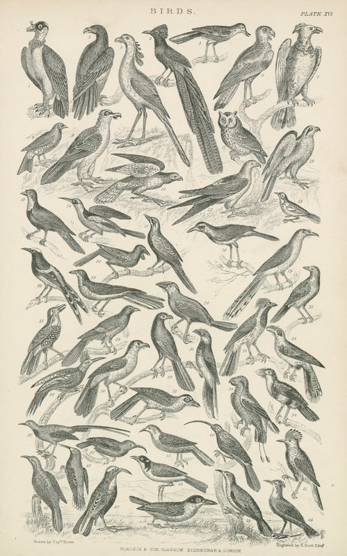 Aves (gravura) de English School