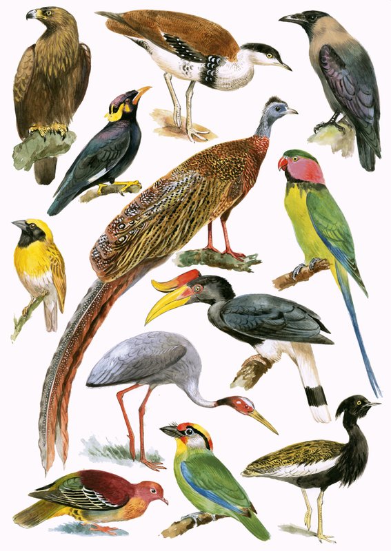 Aves de English School