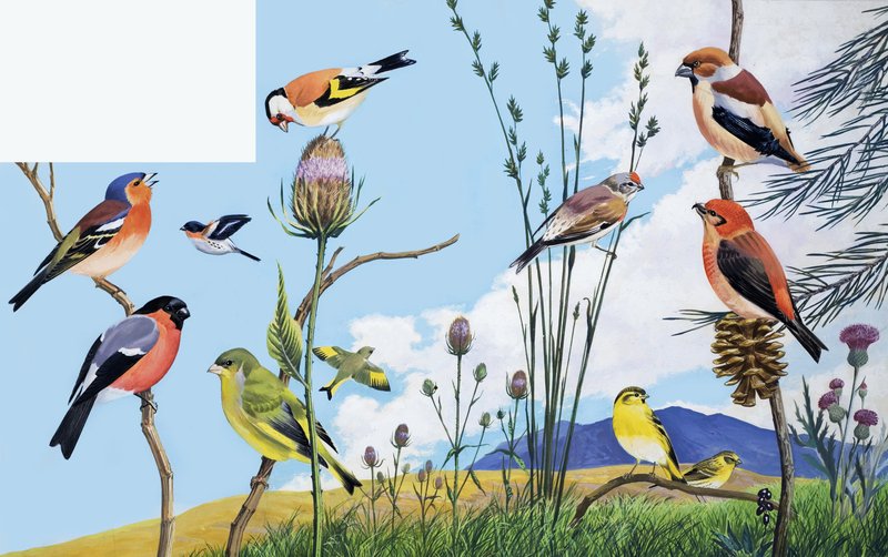 Aves de English School