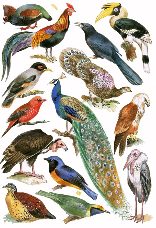 Aves de English School