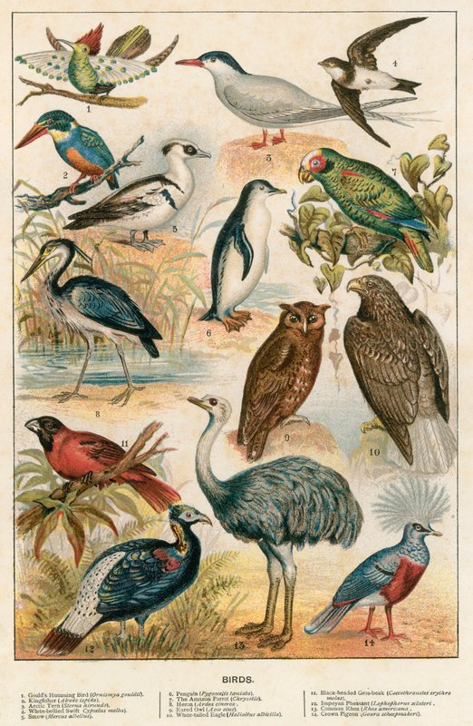 Aves de English School