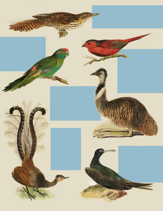 Aves de English School