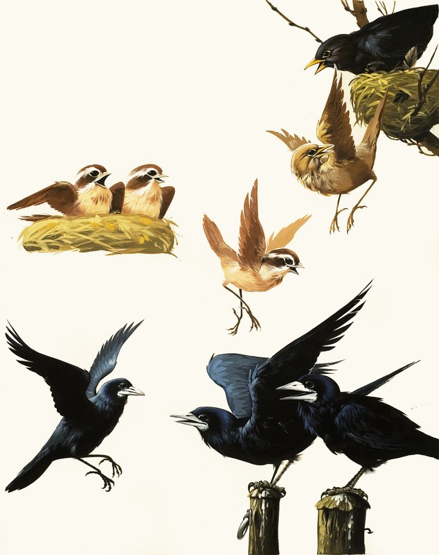 Montagem de pássaros de English School