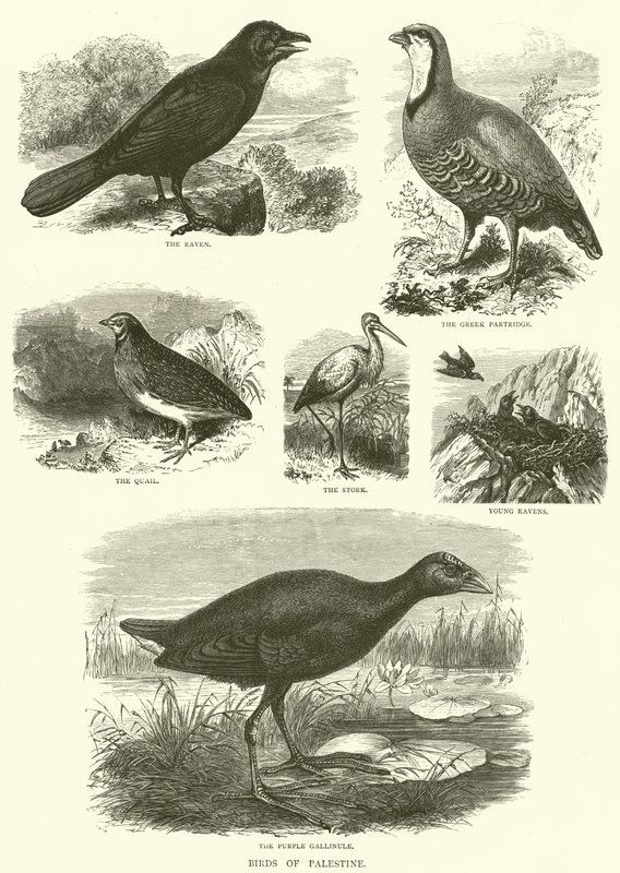 Aves da Palestina (gravura) de English School