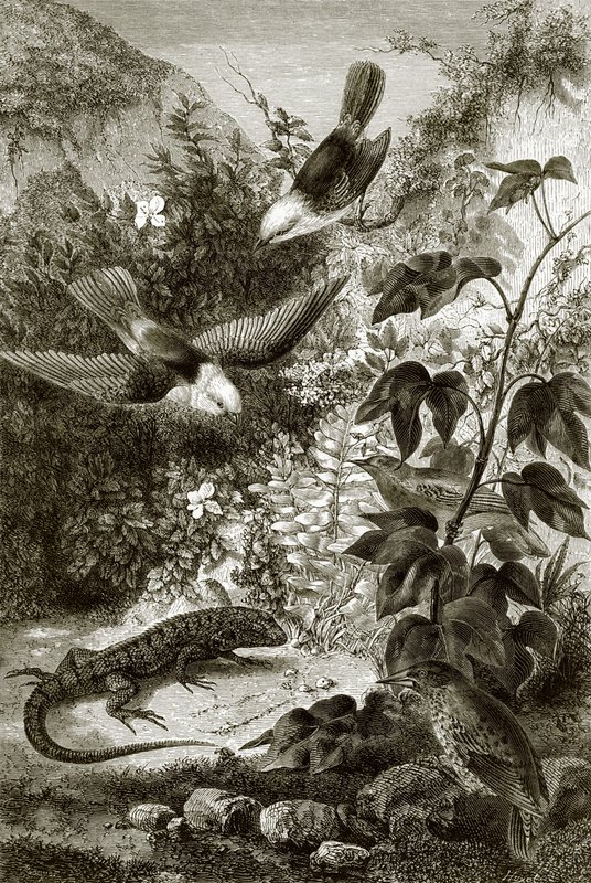 Aves, répteis e vegetação de English School