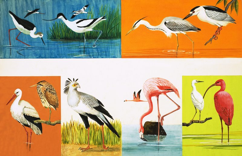 Aves com Pernas Longas de English School