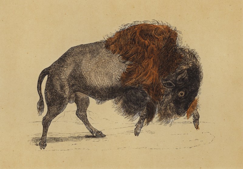 Bisonte (litografia a cores) de English School