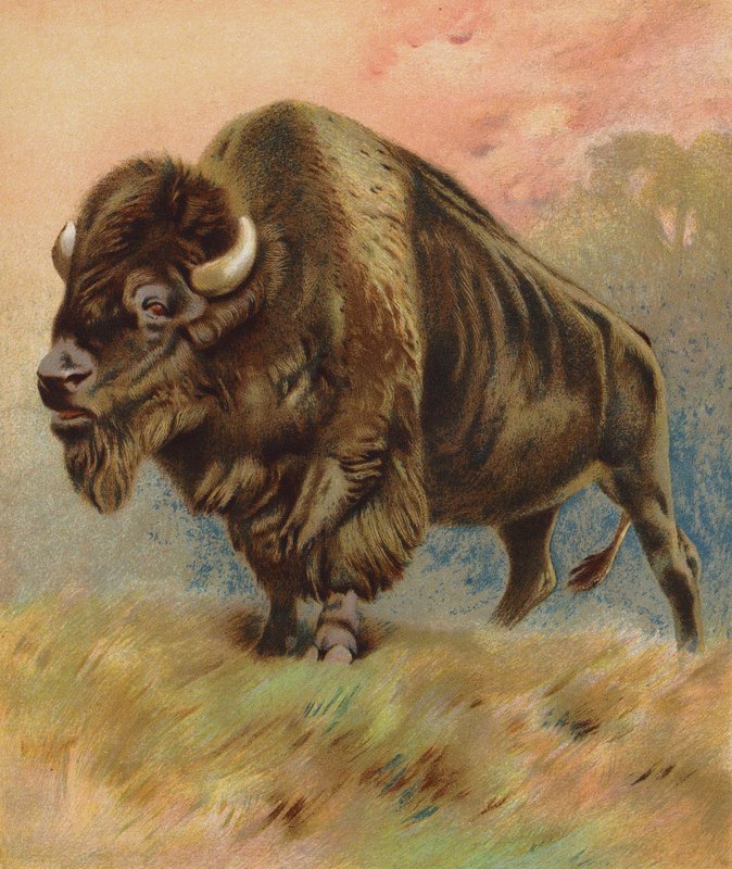 Bisonte (litografia a cores) de English School