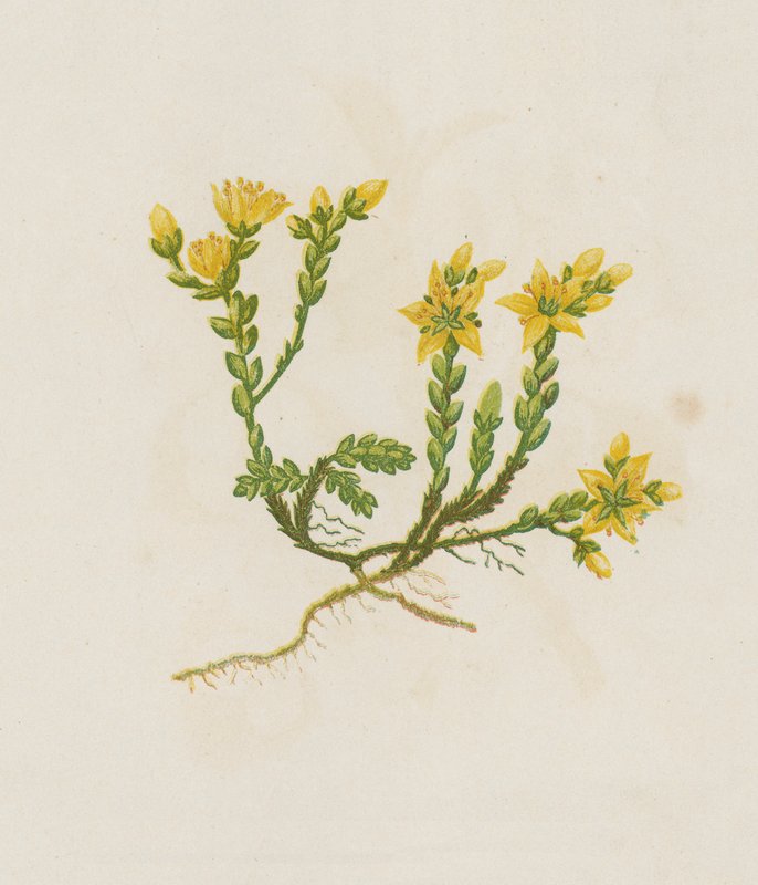 Sedum Acre (litografia a cores) de English School