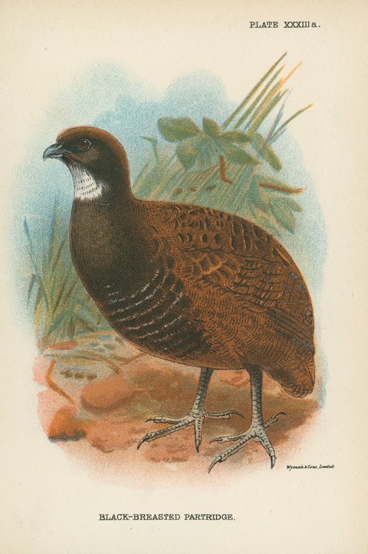 Perdiz-de-peito-preto de English School