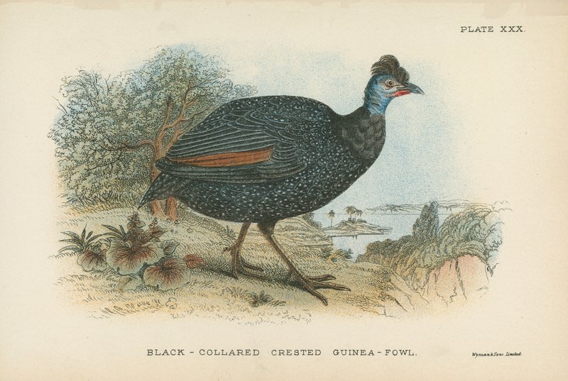 Galinha-de-colar-de-crista-de-colar-preto de English School