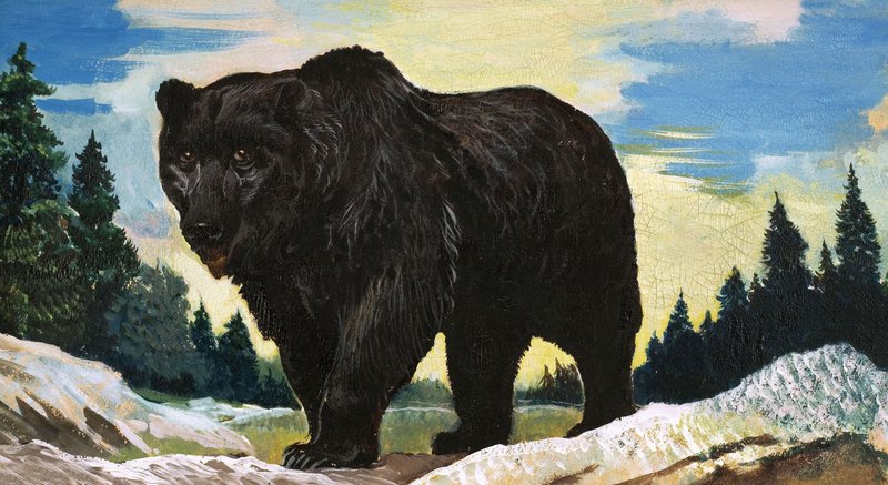 Urso preto de English School
