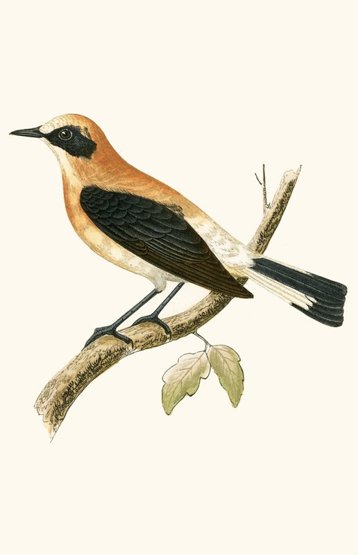 Black Eared Wheatear, ilustração de "Uma História das Aves da Europa Não Observadas nas Ilhas Britânicas", de Charles Robert Bree (1811-1886), publicado em 1867 (cor litho) de English School